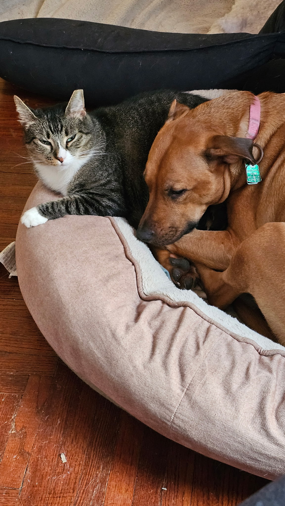 Sibling Pets Asleep
